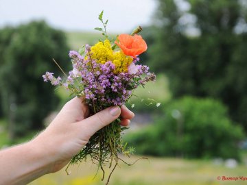 Чебрець і спілі вишні: літо на світлинах луцького фотографа
