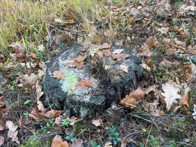 На Волині грибники знайшли вибухонебезпечний предмет у пеньку. ФОТО