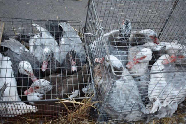 Цукор, риба і кролі: у волинському райцентрі влаштували ярмарок. ФОТО