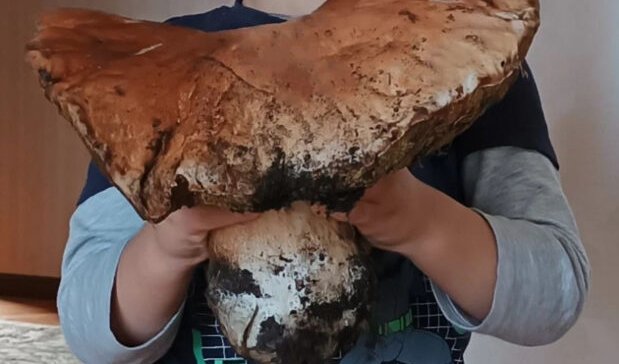 На Волині «вполювали» гриба-гіганта. ФОТО