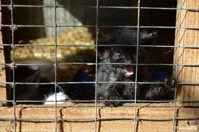 Показали умови, у яких живуть тварини в луцькій «Ласці». ФОТО