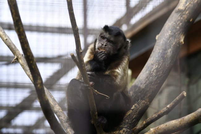 Пухнастики, тисячі тюльпанів і фотозони: луцький зоопарк запрошує в гості. ФОТО