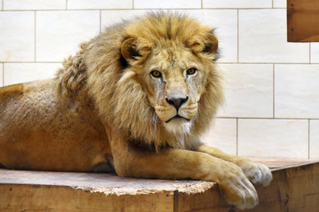 Пухнастики, тисячі тюльпанів і фотозони: луцький зоопарк запрошує в гості. ФОТО