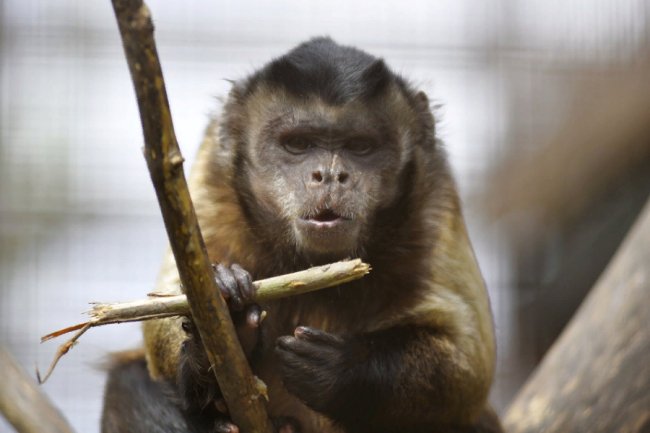 Пухнастики, тисячі тюльпанів і фотозони: луцький зоопарк запрошує в гості. ФОТО