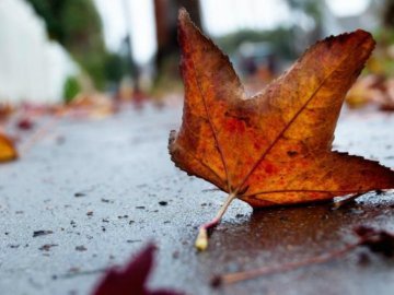 Погода у Луцьку на понеділок, 7 листопада