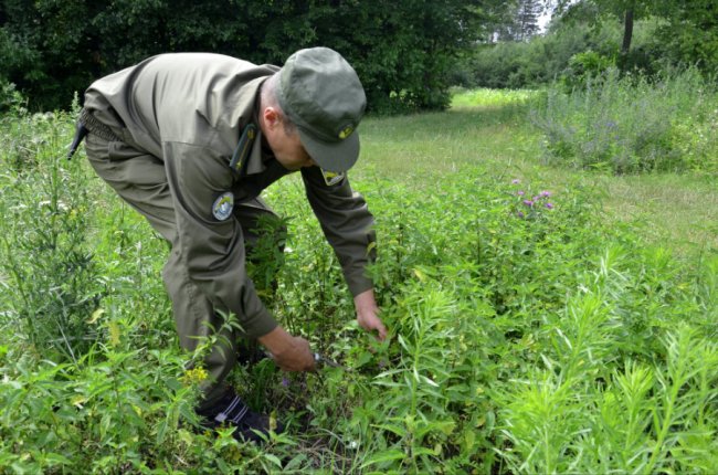 У Шацькому нацпарку до зимової підгодівлі тварин готуються ще влітку. ФОТО