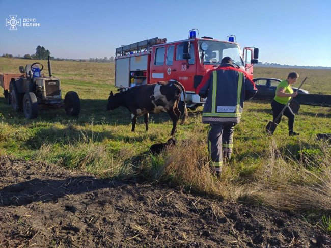 На Волині врятували корову, яка впала в закинутий колодязь 