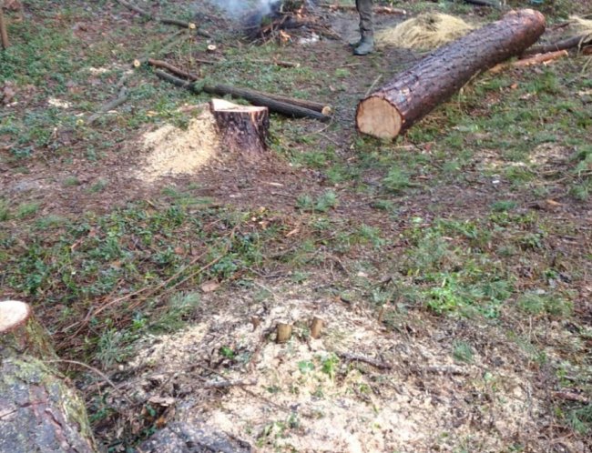 На Волині затримали чоловіків, які незаконно рубали та перевозили деревину