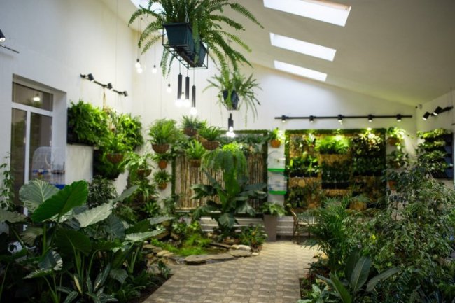 Колекція бонсаїв, рослини-хижаки і фітокартини: як у школі на Волині створили унікальний зимовий сад. ФОТО