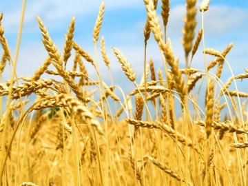 Повідомили, чи повпливав дощ на волинські жнива