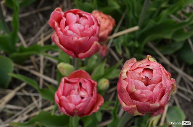 «Квітка, як і людина, має душу». На Волині розпочався фестиваль тюльпанів. ФОТО