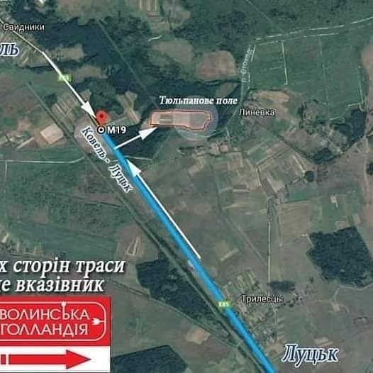 Схема доїзду до тюльпанового поля