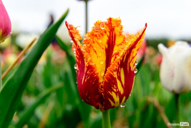 Попри негоду «Волинська Голландія» гостинно зустрічає гостей. ФОТО