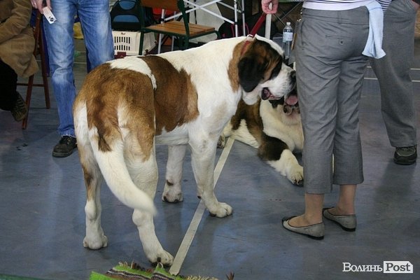 У Луцьку – виставка собак. ФОТО