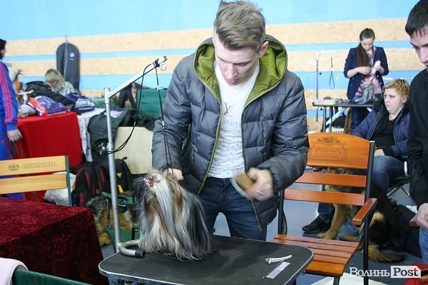 У Луцьку – виставка собак. ФОТО