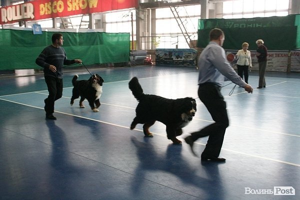 У Луцьку – виставка собак. ФОТО