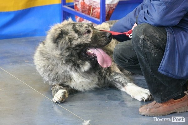 У Луцьку – виставка собак. ФОТО