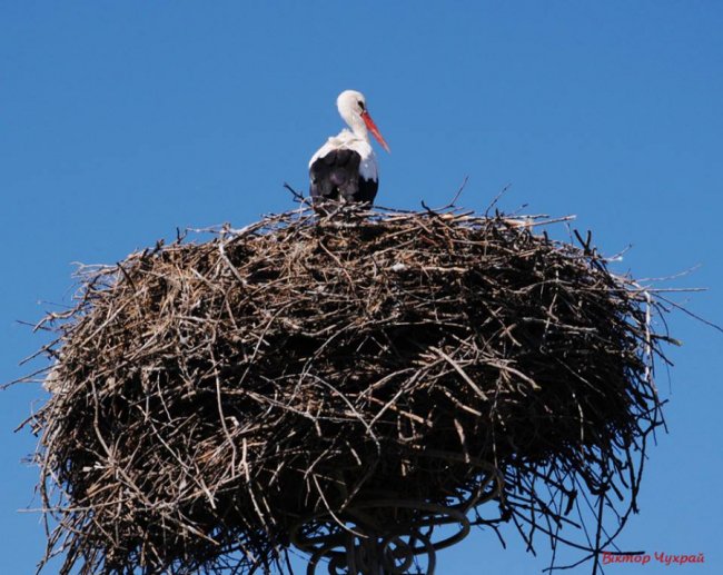Давній волинський монастир на знімках місцевого фотографа