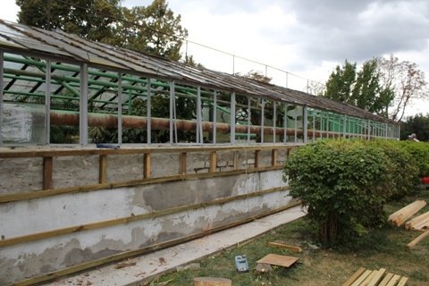 У Ковелі виростили кактус-дерево. ФОТО