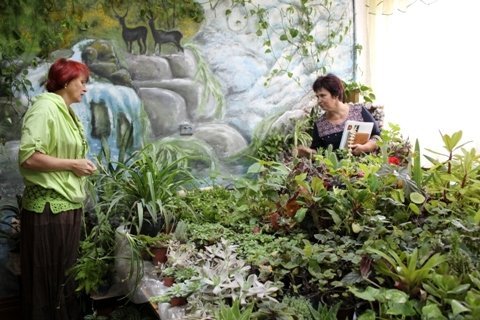 У Ковелі виростили кактус-дерево. ФОТО