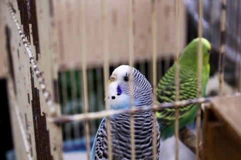 У Ковелі виростили кактус-дерево. ФОТО