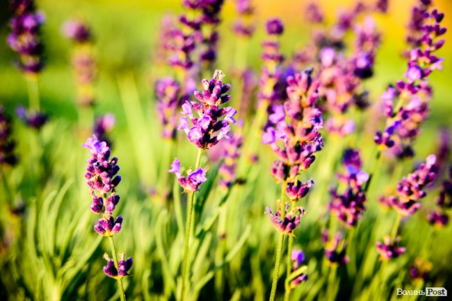 «Це – наша третя дитина»: на Волині подружжя створило лавандову плантацію. ФОТО