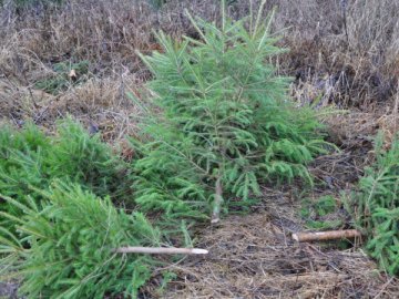 На Волині невідомі зрубали пів тисячі ялинок та сосен