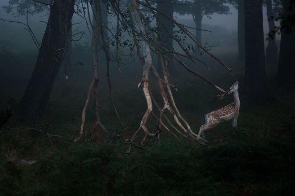 Зустріч нового дня, Англія. Автор: Сімон Багота