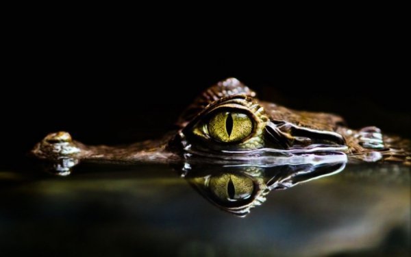 Гіпноз, Італія. Автор: Джанлука Маньяні