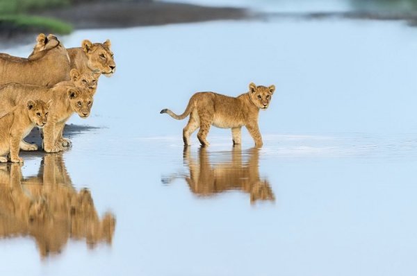 На сході, Танзанія. Автор: Марк Мол