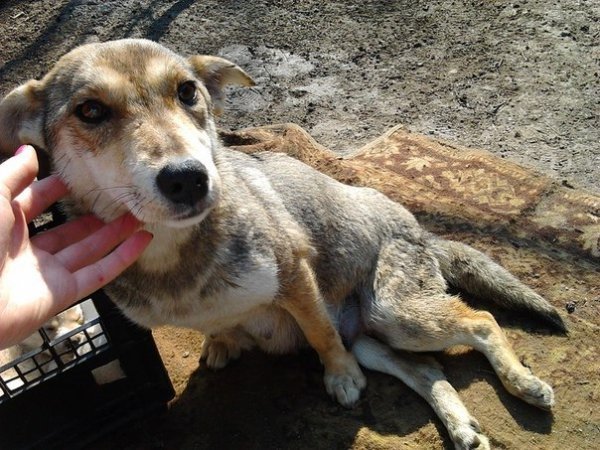 На Волині з четвертого поверху викинули собаку. ФОТО