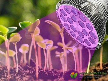 Як вибрати правильну фітолампи для розсади*