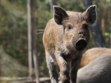 В лісництві у Луцькому районі зафіксували африканську чуму свиней