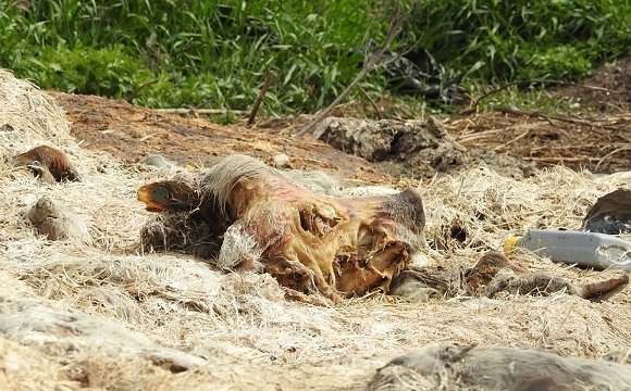 Топ-10 скандалів року на Волині