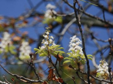 «До +30»: яку погоду очікувати волинянам 1 травня