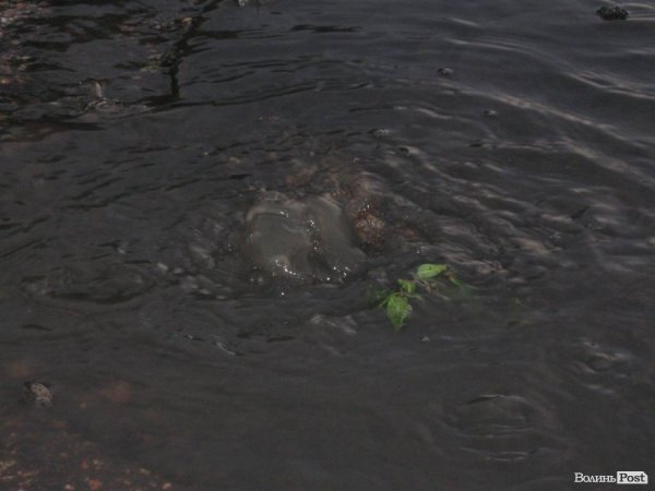 У Луцьку вулицю затоплює нечистотами. ФОТО