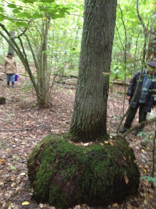 Ось такий цікавий дуб росте Копачівському лісі
