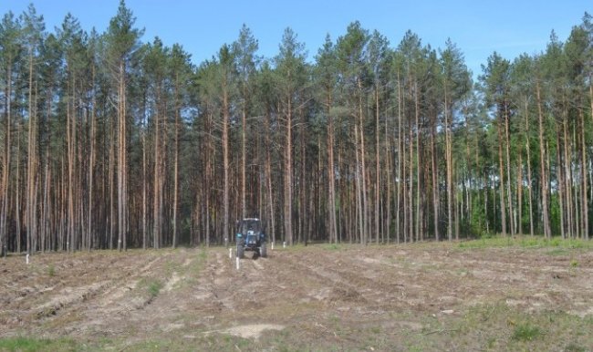 Волинські лісівники розповіли, як потрібно доглядати за саджанцями