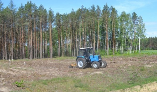 Волинські лісівники розповіли, як потрібно доглядати за саджанцями
