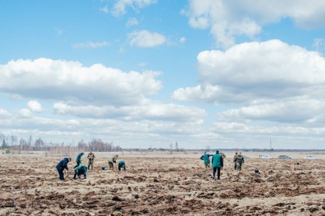 Мільйони сіянців і тисячі гектарів території: весна-2019 у волинських лісах. ФОТО