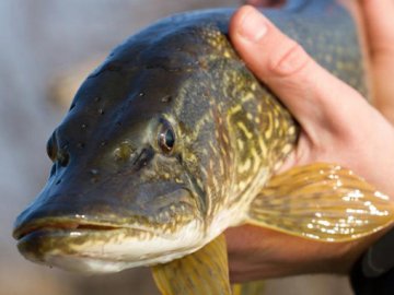 На Волині стартує заборона на вилов щуки