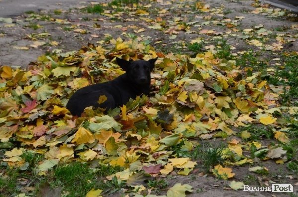 У Луцьку відремонтували двір за 2,5 мільйона. ФОТО