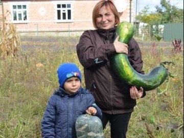 Волинянка на городі вирощує кабачки-велетні. ФОТО