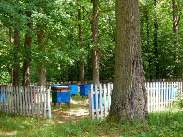 У волинському лісгоспі за рік викачали 615 кілограмів меду. ФОТО