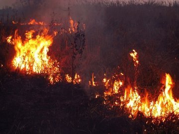 У Луцьку - чергова пожежа Гнідавського болота. ФОТО. ОНОВЛЕНО