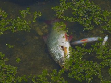 Обміління, забруднення і загибель риби: у Луцьку хочуть контролювати якість поверхневих вод 