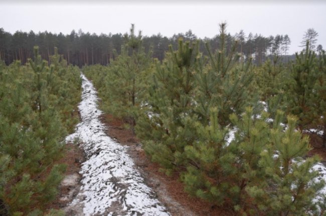 Як на Волині вирощують новорічних красунь. ФОТО