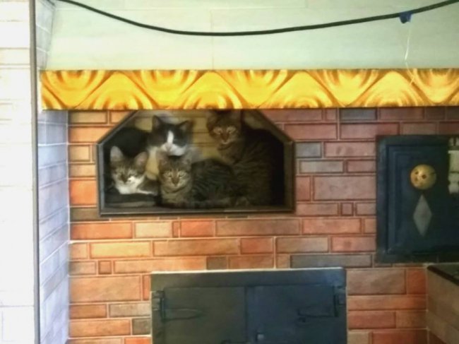 День кота у Facebook: волиняни вітають своїх улюбленців. ФОТО