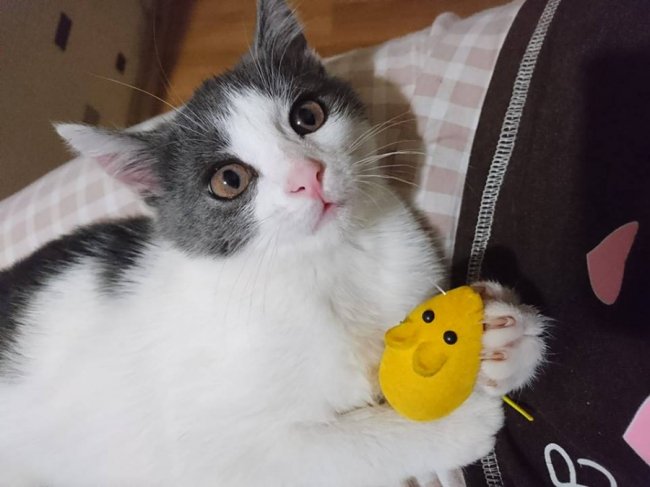 День кота у Facebook: волиняни вітають своїх улюбленців. ФОТО