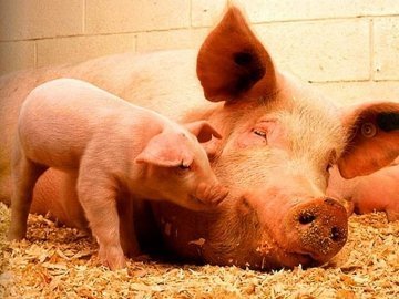 Волинським свиням загрожує африканська чума